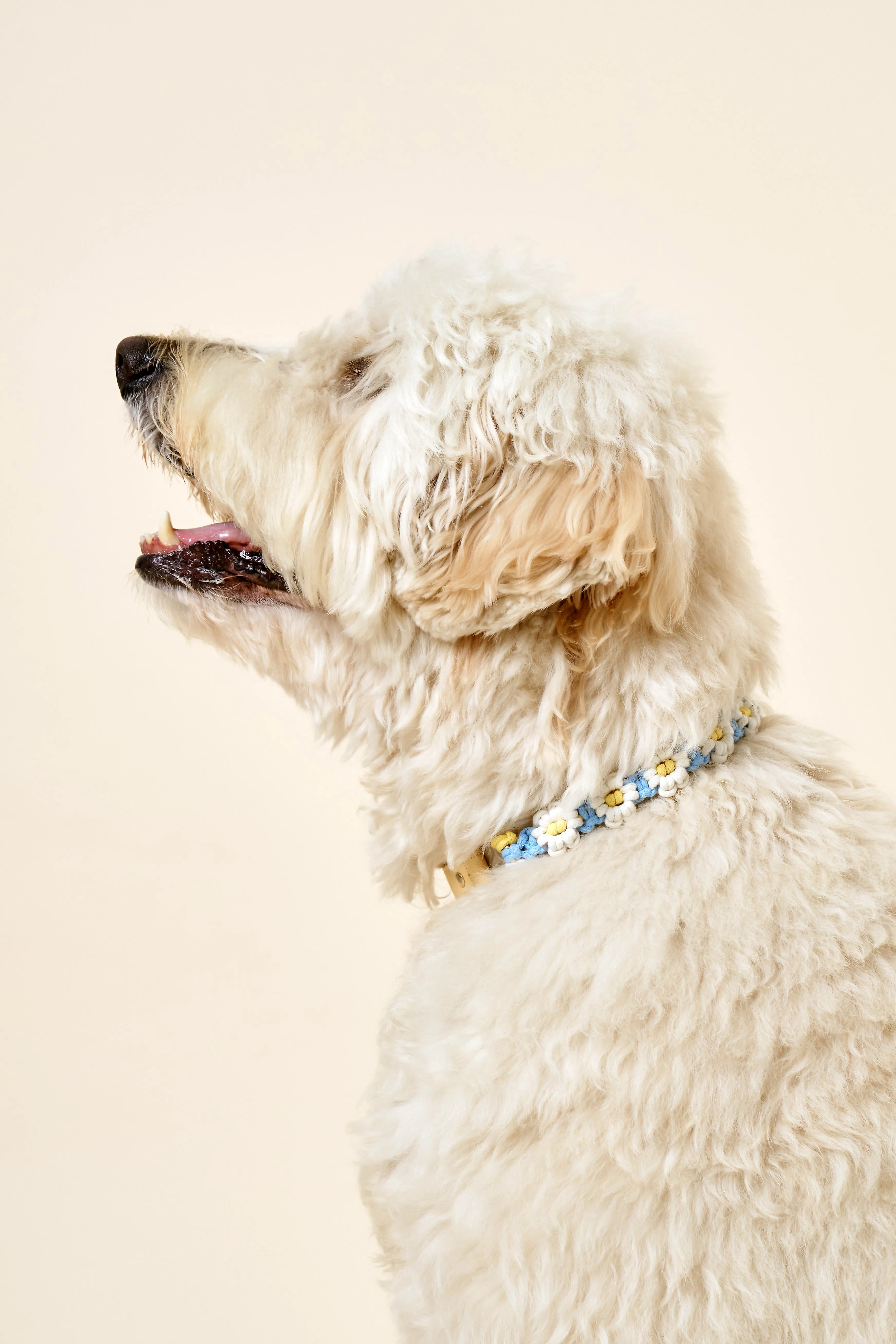 [COSONNE] Flower Macrame Neck Collar(for pet)