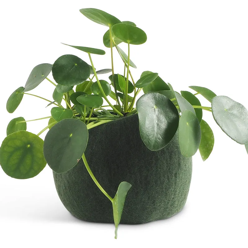 Flower Pot 16 - Medium